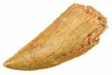 Serrated Raptor Tooth - Real Dinosaur Tooth #364869-1